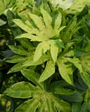 Camouflage Variegated Japanese Aralia with bright green and cream variegated palmate leaves