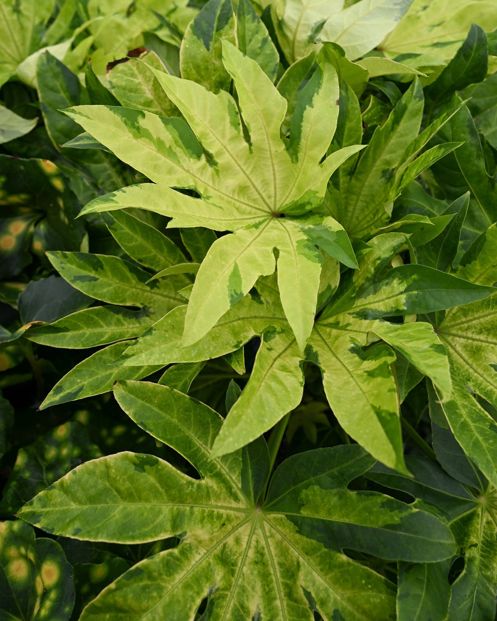 Camouflage Variegated Japanese Aralia - view 2