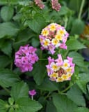 Chapel Hill Pink Huff Lantana with clusters of pink, yellow and white flowers among green foliage