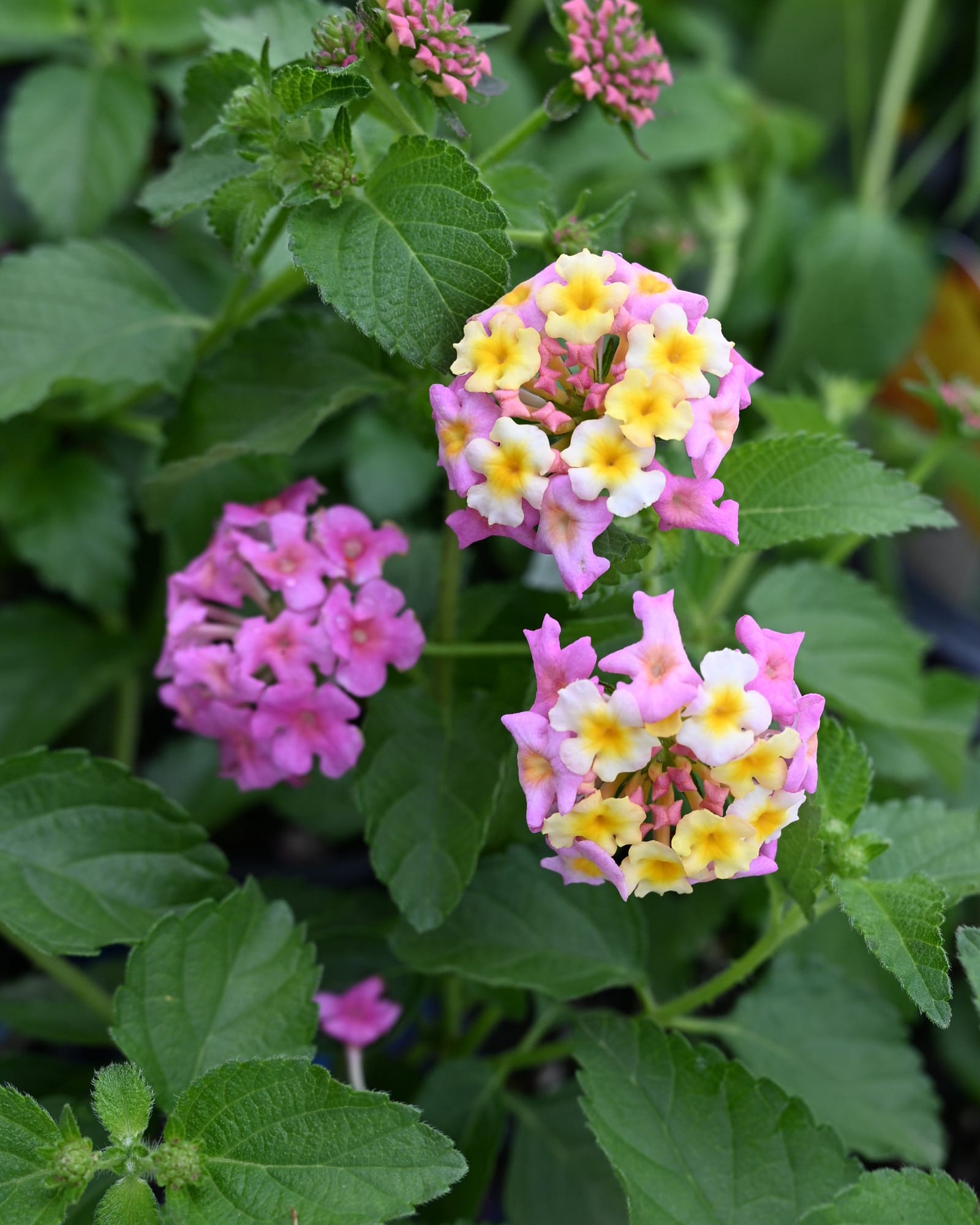 Chapel Hill Pink Huff Lantana