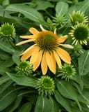 Cheyenne Spirit Coneflower with yellow petals and green spiky flower centers