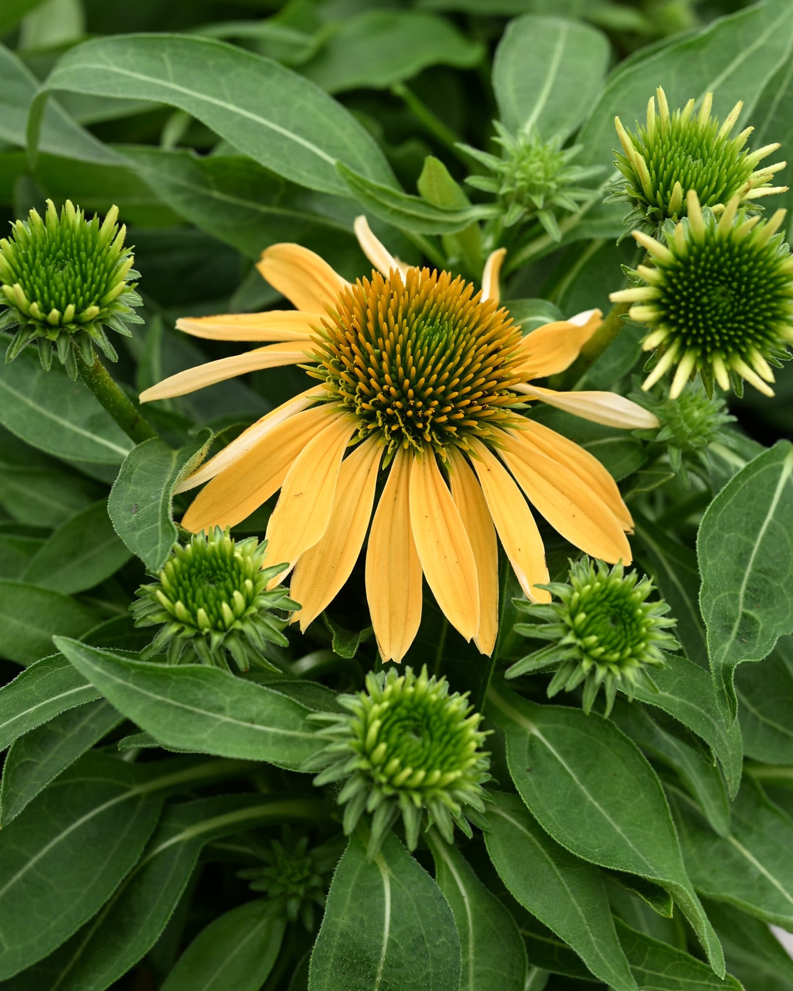 Cheyenne Spirit Coneflower with yellow petals and green spiky flower centers