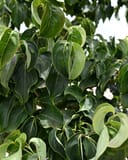 Chinese Dogwood with dense glossy green foliage and curled new leaves