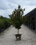Chinese Dogwood Scarlet Fire tree in a container on a gravel nursery aisle