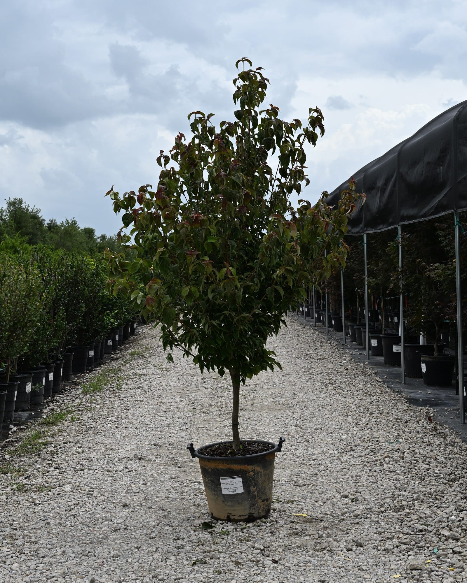 Chinese Dogwood Scarlet Fire tree in a container on a gravel nursery aisle