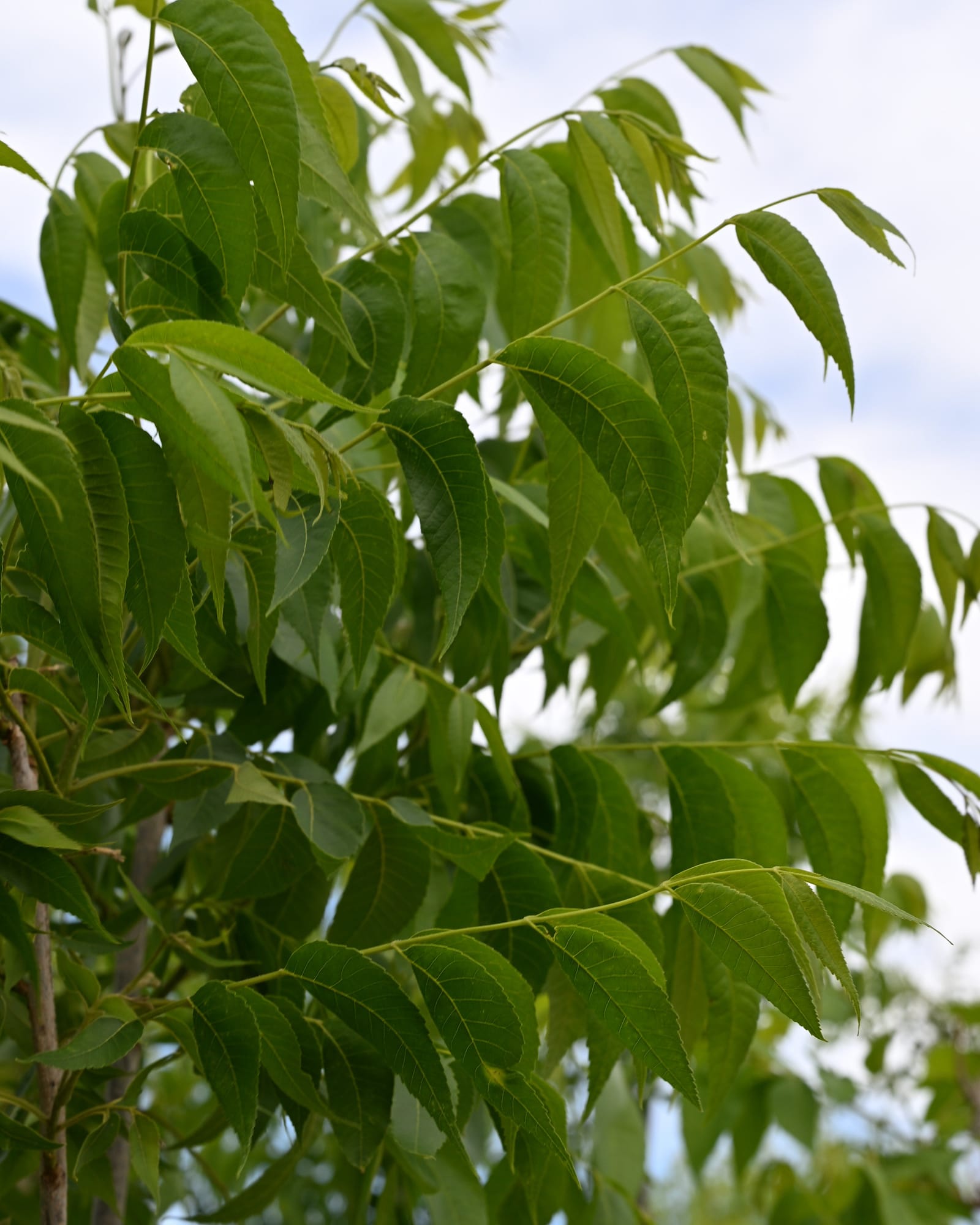 Choctaw Pecan