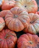 Cinderella Pumpkin pile of ribbed orange pumpkins with pale markings
