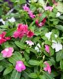 Cora XDR Cascade Mix Vinca with pink and white flowers among glossy green leaves