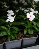 Cora XDR Cascade Polka Dot Vinca with white flowers and pink centers in nursery containers