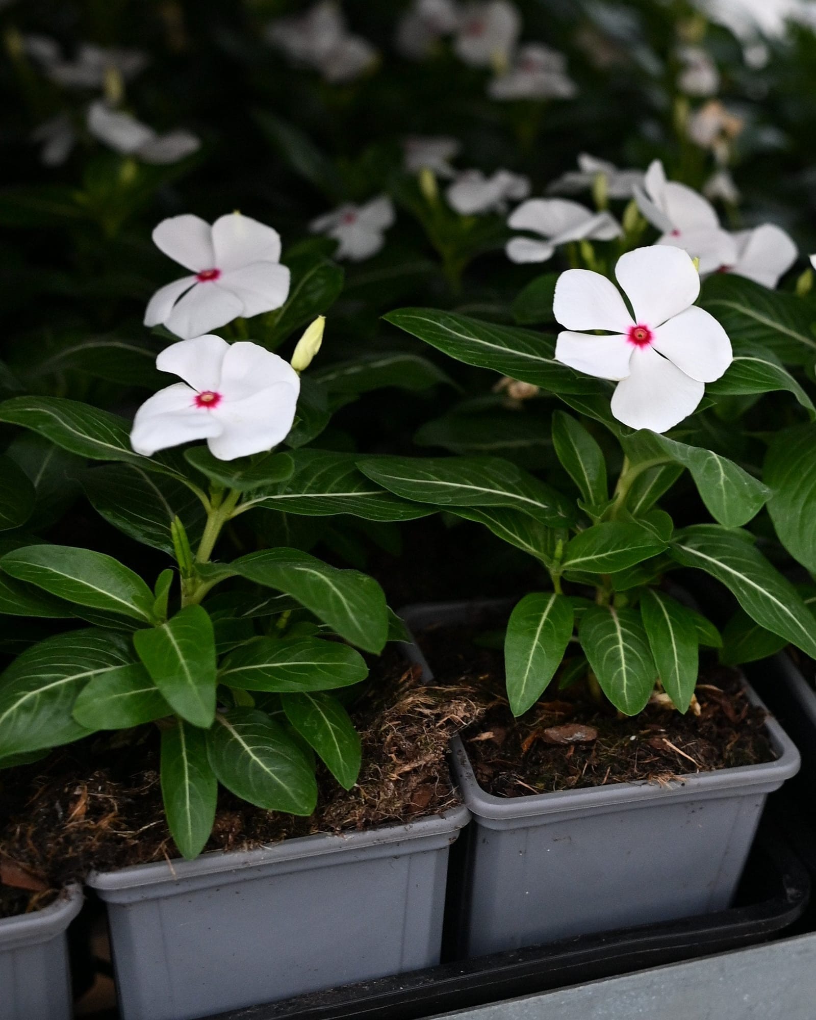 Cora XDR Cascade Polka Dot Vinca with white flowers and pink centers in nursery containers
