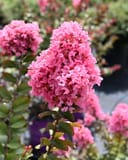 Coral Magic Crape Myrtle with dense clusters of bright pink flowers in a nursery container