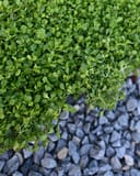 Creeping Mazus with dense green foliage growing over dark decorative gravel