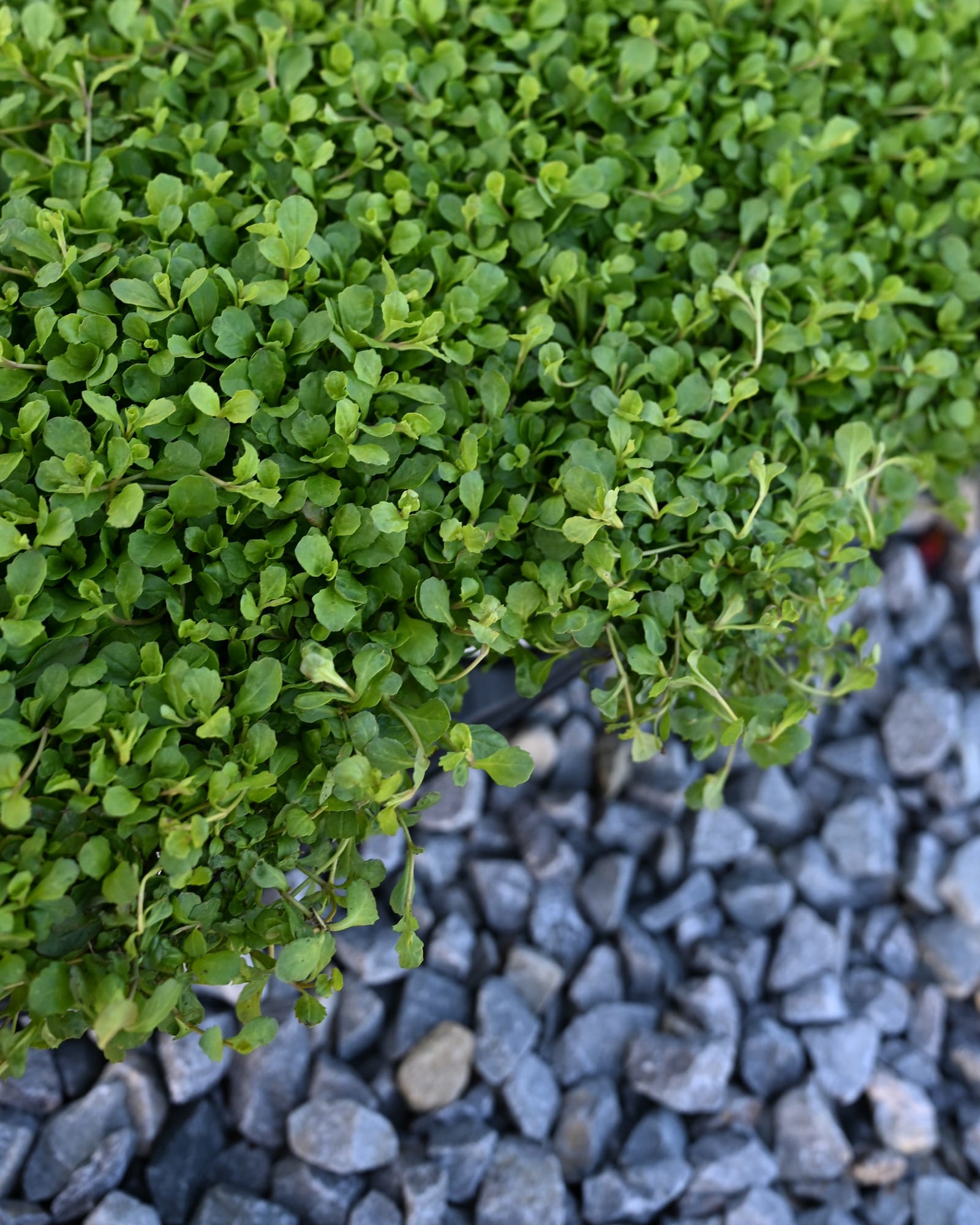 Creeping Mazus with dense green foliage growing over dark decorative gravel