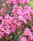 Dark Roast Crape Myrtle with abundant bright pink flower clusters and dark green foliage