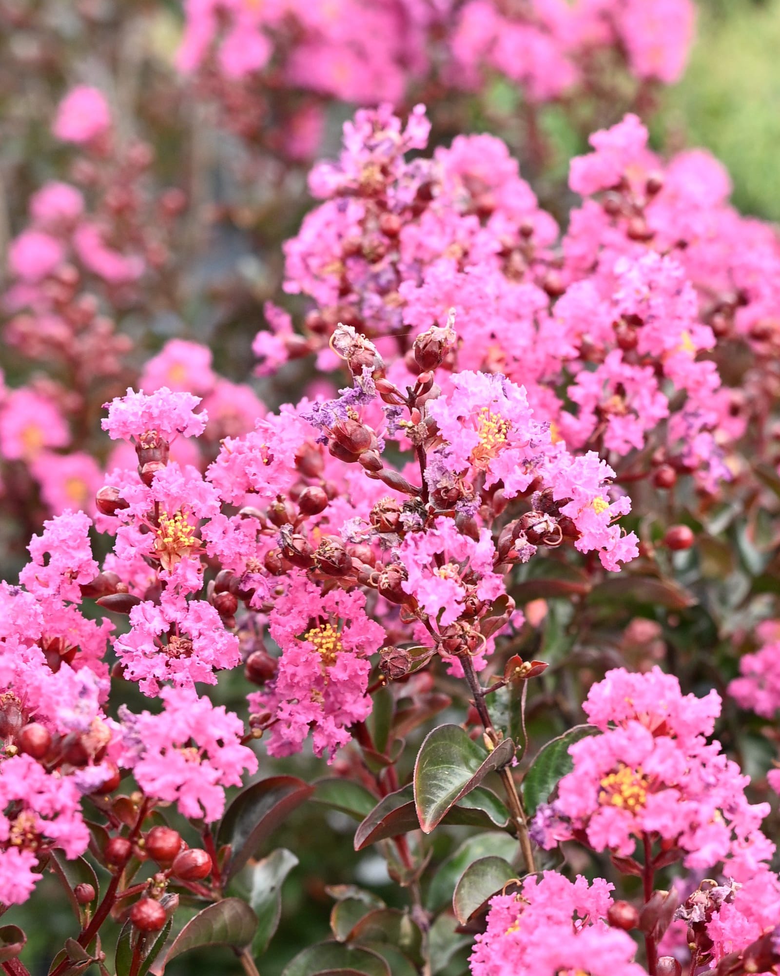 Dark Roast Crape Myrtle