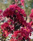 Double Dynamite Crape Myrtle Single Trunk with vivid magenta flower clusters and dark foliage