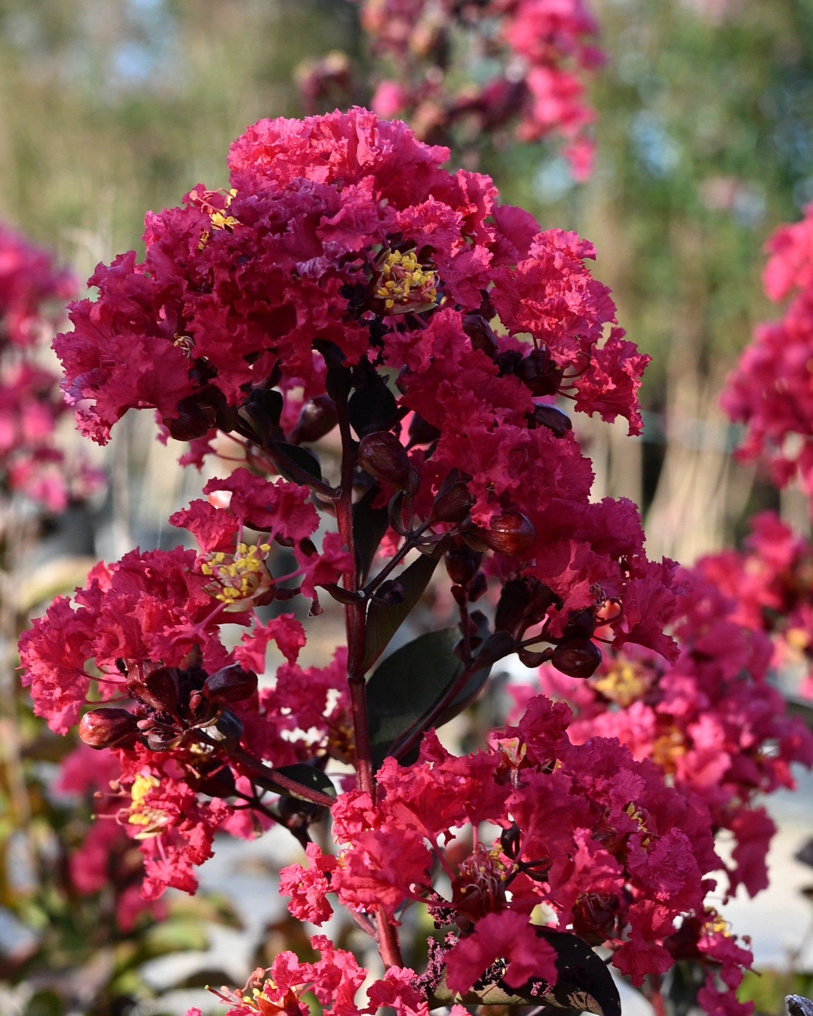 Double Dynamite Crape Myrtle Single Trunk