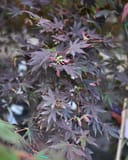 Dragon Tears Japanese Maple with layered purple laceleaf foliage and pink seed clusters
