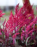 Dragon's Breath Celosia with vibrant magenta feathery blooms and burgundy foliage