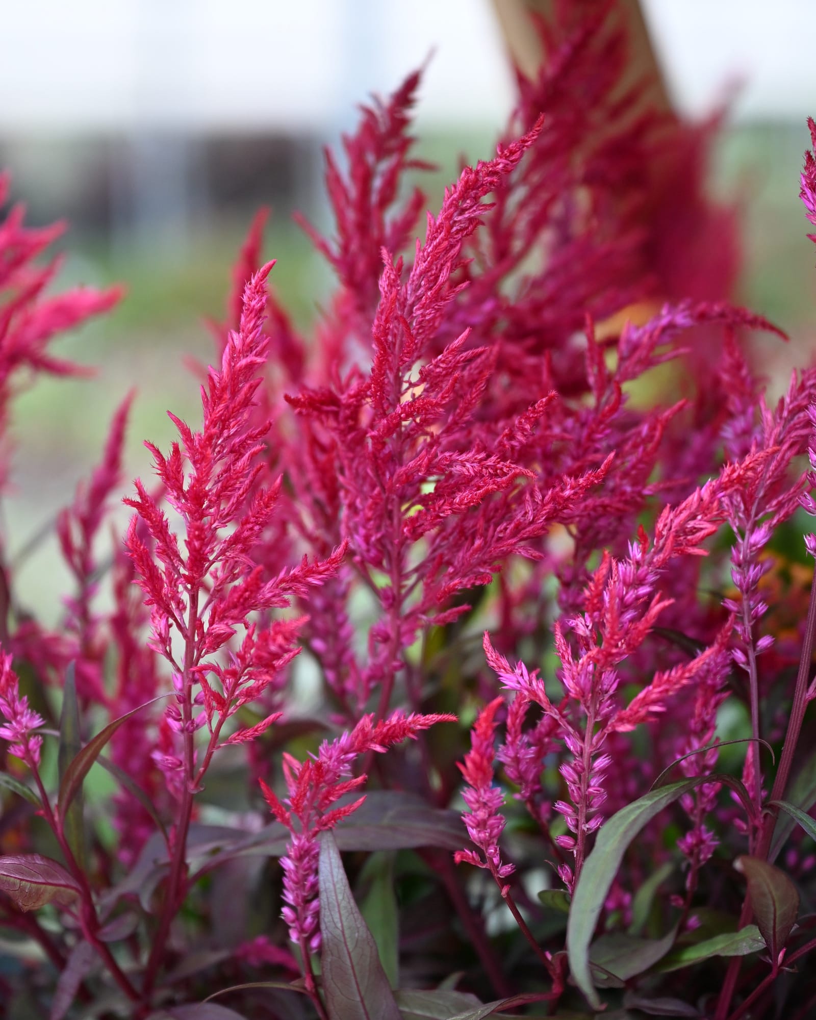 Dragon's Breath Celosia