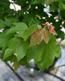 Drummond Maple with green leaves and reddish new growth