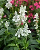 Sallyfun Snowhite Salvia - Main Image