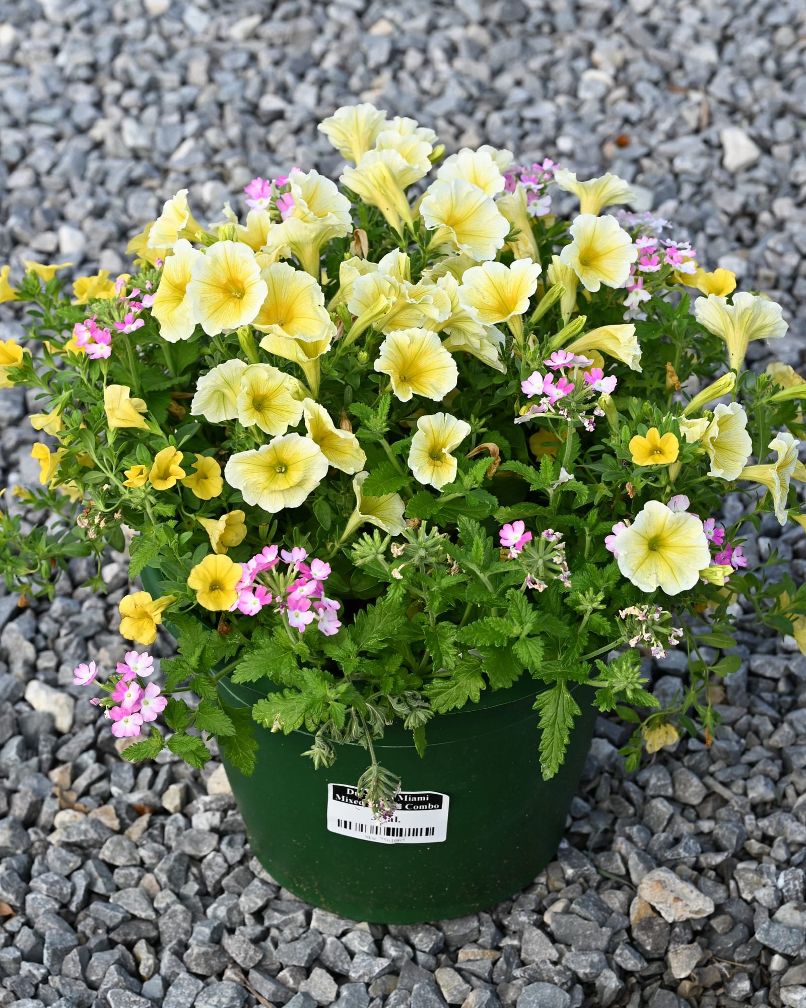 DuraBella Meet Me in Miami Combo Pots with yellow and pink flowers in a nursery container