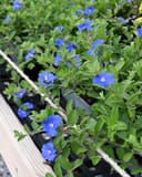 Dwarf Morning Glory with bright blue flowers and green foliage in nursery containers