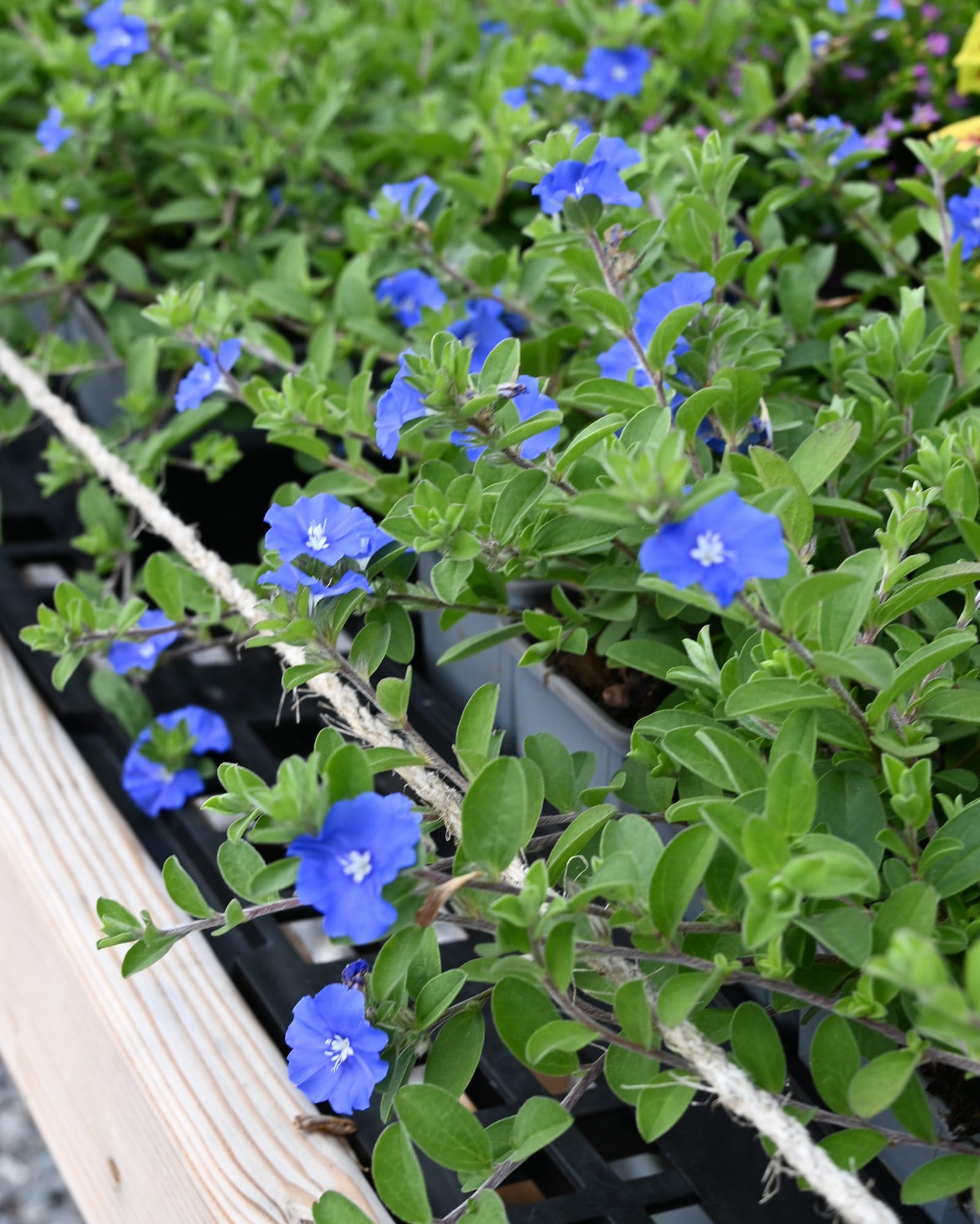Dwarf Morning Glory