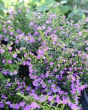 Enchantia Purple Cuphea covered in small purple flowers and green foliage