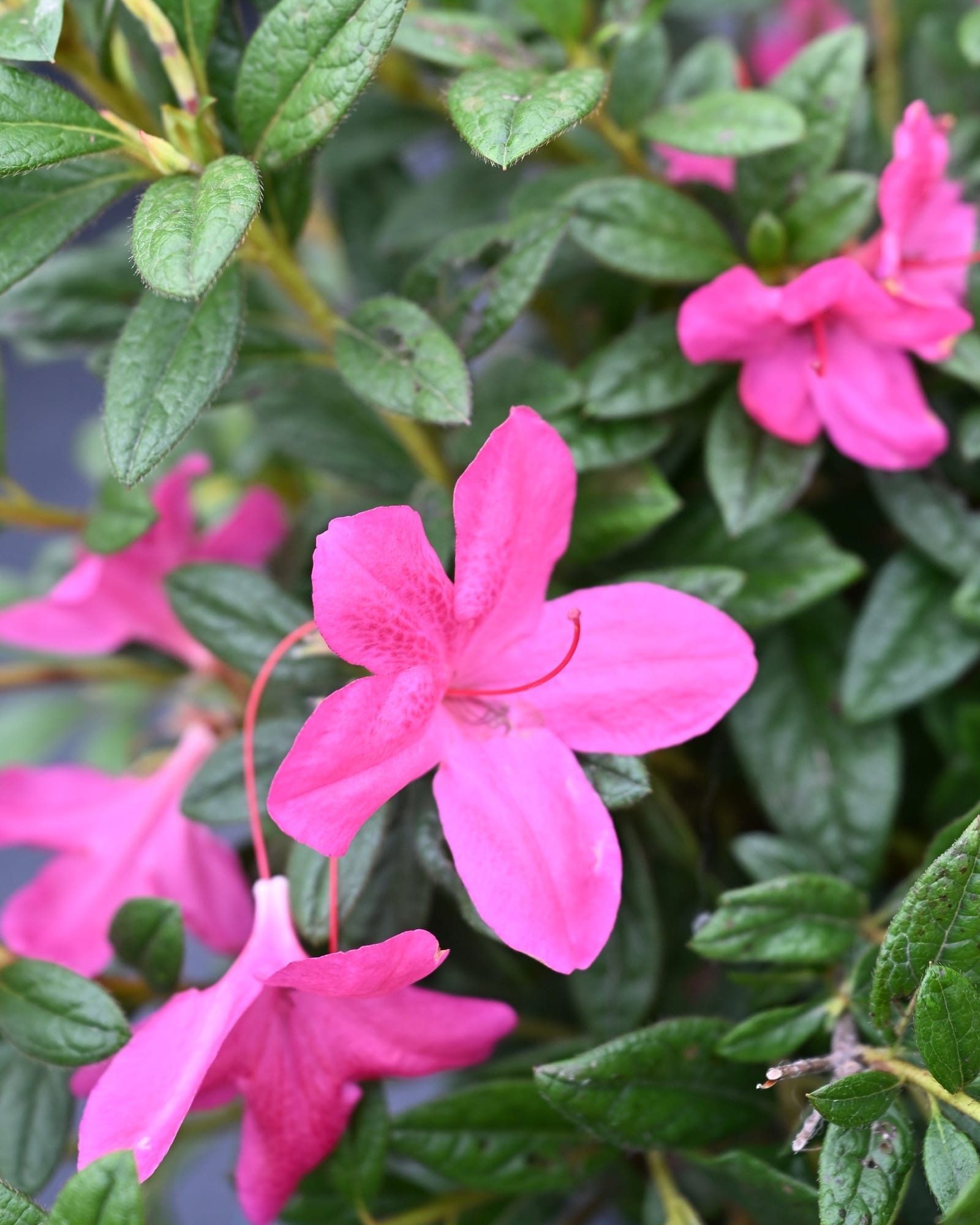 Encore Azalea Autumn Amethyst