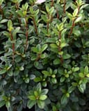 Encore Azalea Autumn Princess with dense glossy green foliage and reddish stems