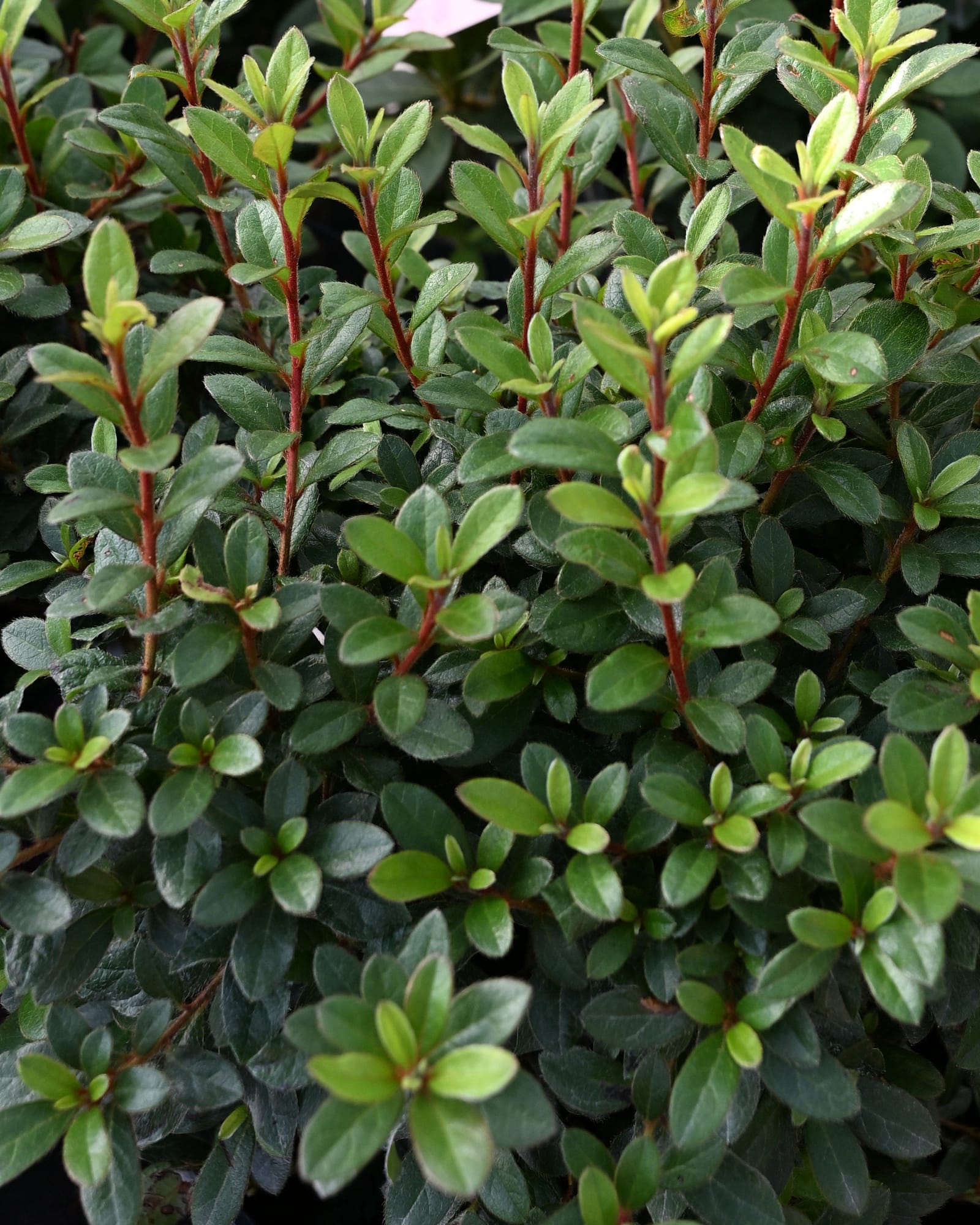 Encore Azalea Autumn Princess with dense glossy green foliage and reddish stems