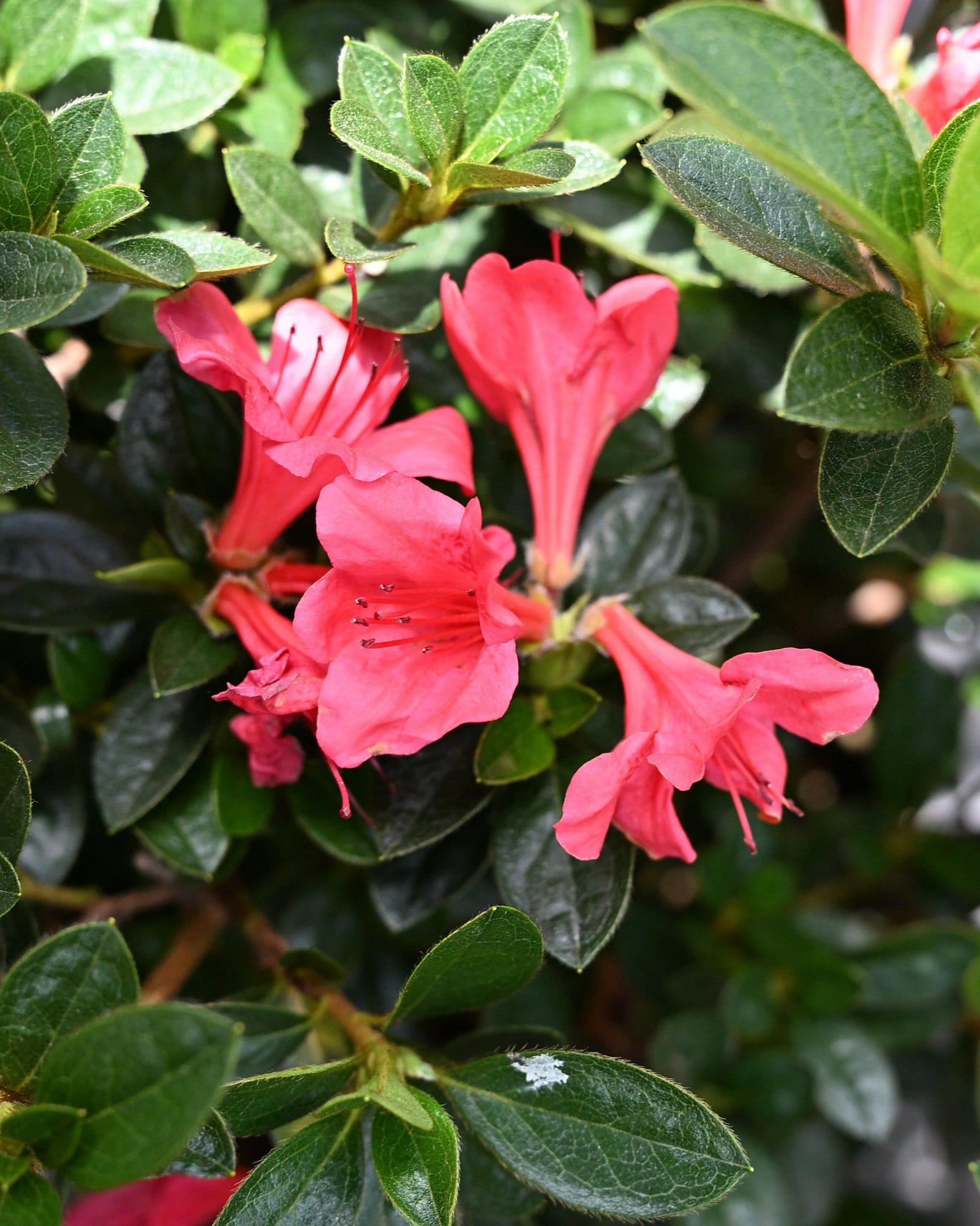 Encore Azalea Autumn Ruby