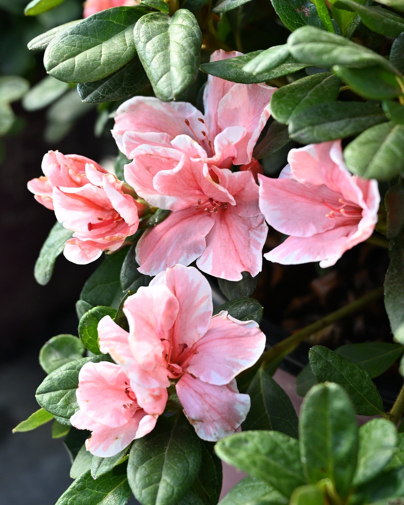 Encore Azalea Autumn Sunburst