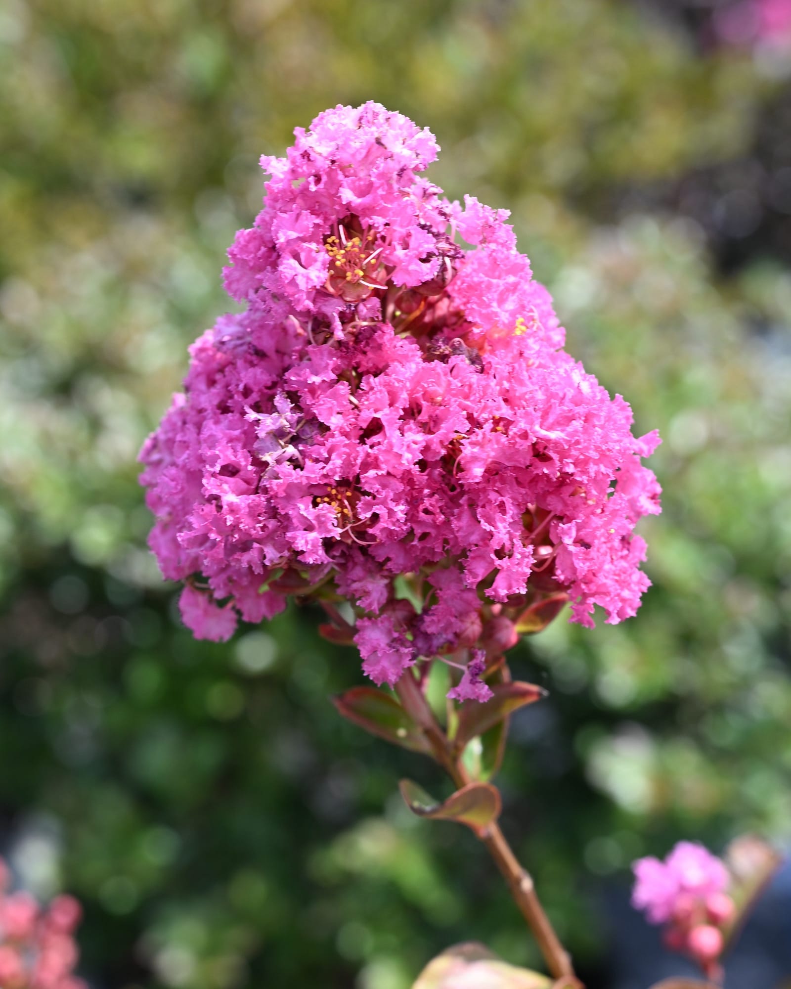 Enduring Fuchsia Crape Myrtle
