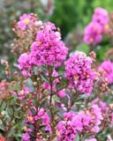 Enduring Lavender Crape Myrtle with abundant bright pink flower clusters and dark green foliage