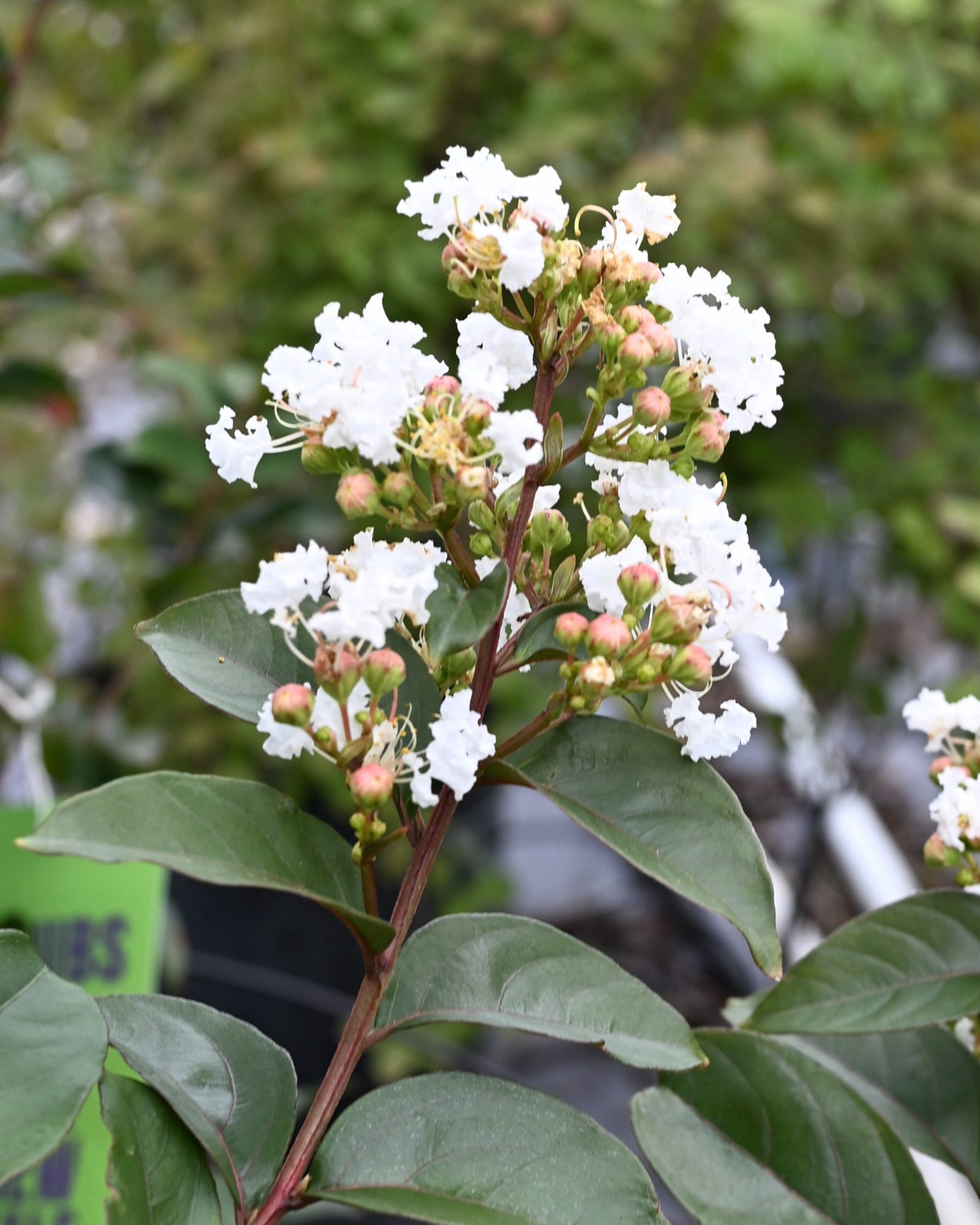 Enduring White Crape Myrtle
