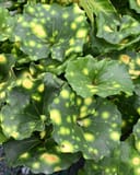 Firefly Leopard Plant with rounded green leaves marked by bright yellow spots