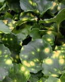 Firefly Leopard Plant with broad dark green leaves and bright yellow spots