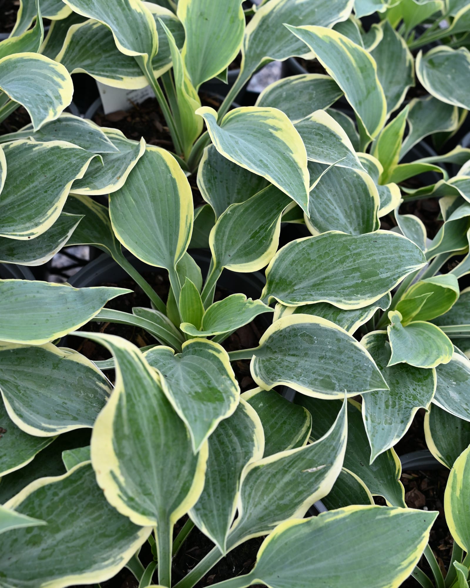 First Frost Hosta