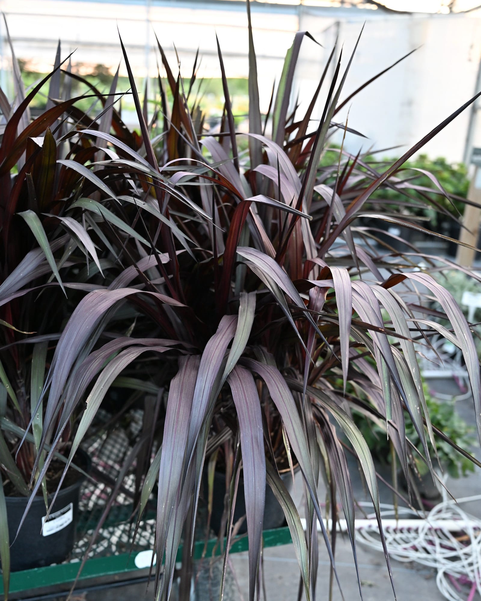 First Knight Fountain Grass