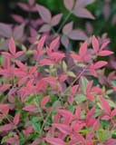 Flirt Nandina with slender stems and vibrant pink-red foliage