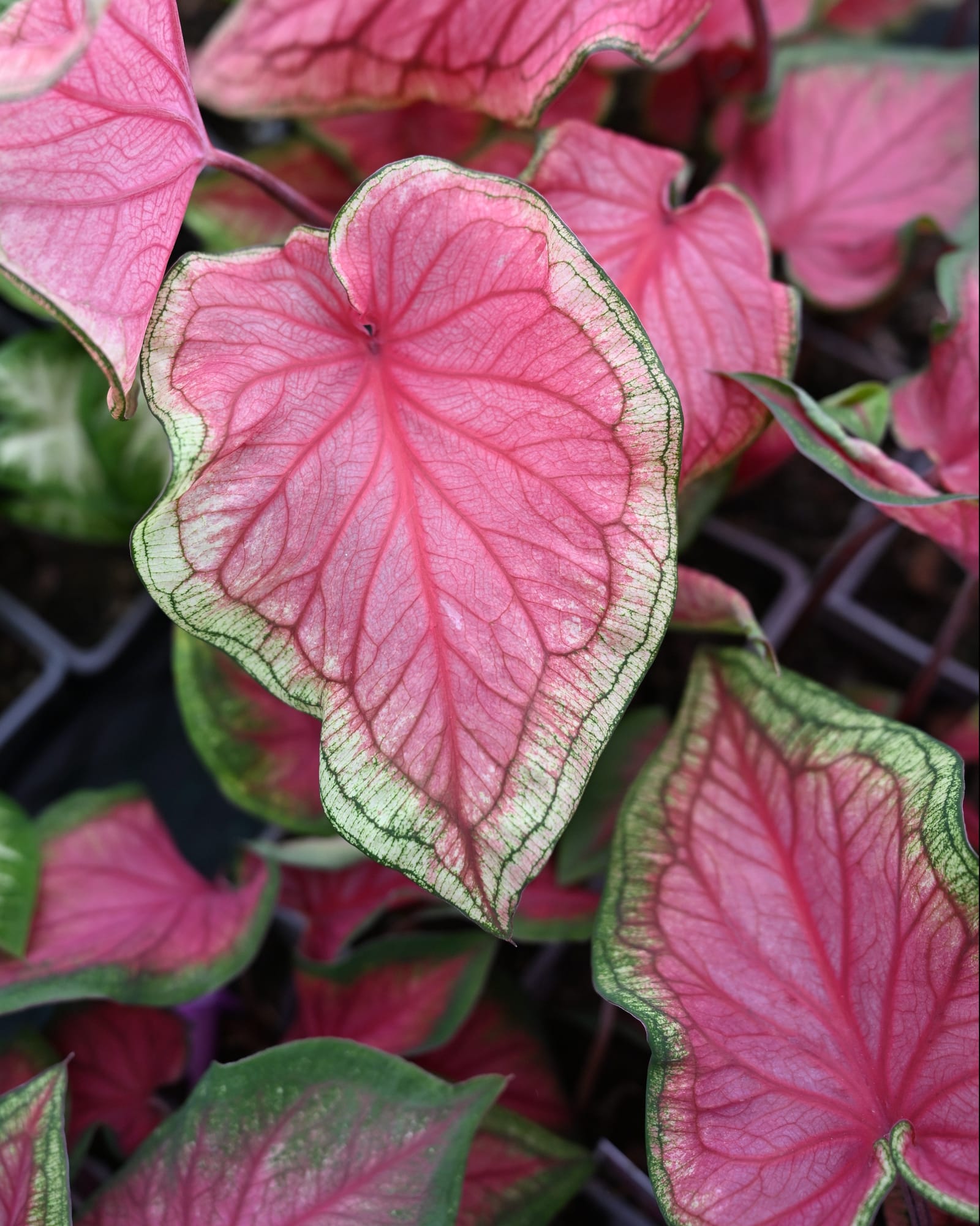 Florida Sweetheart Caladium with bright pink heart shaped leaves and green edges