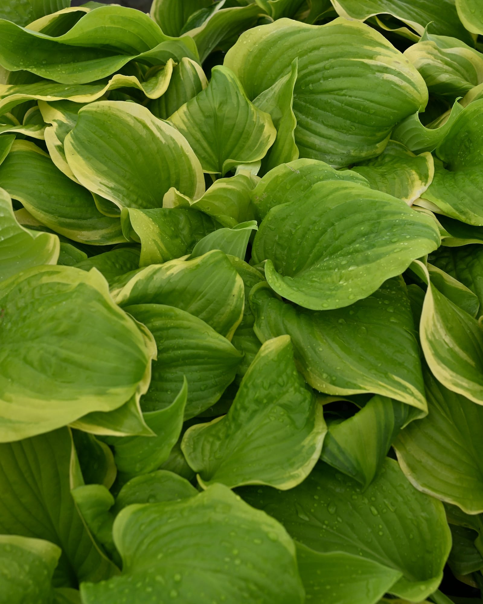 Fragrant Bouquet Hosta