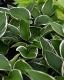 Francee Hosta with green leaves edged in creamy white