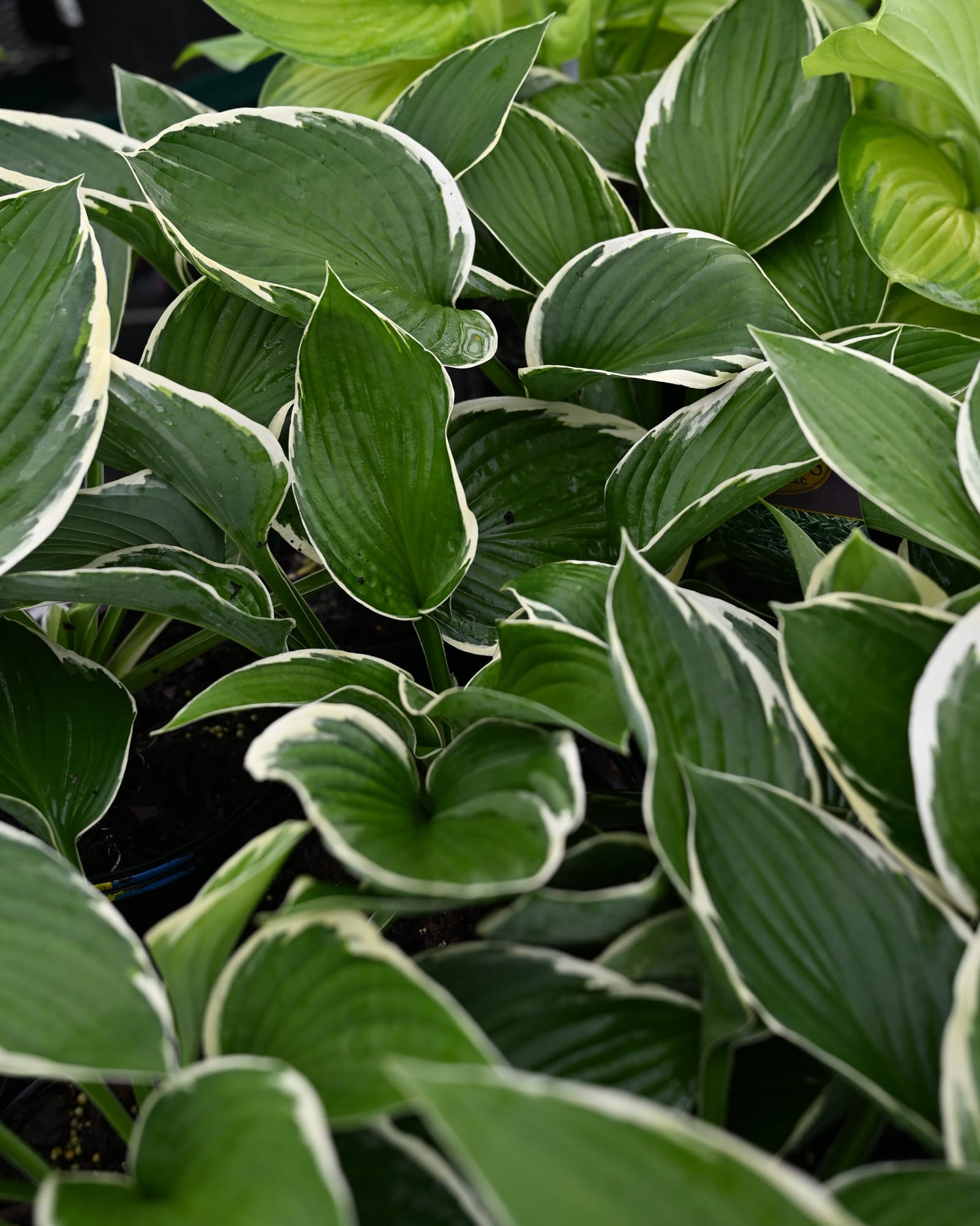 Francee Hosta