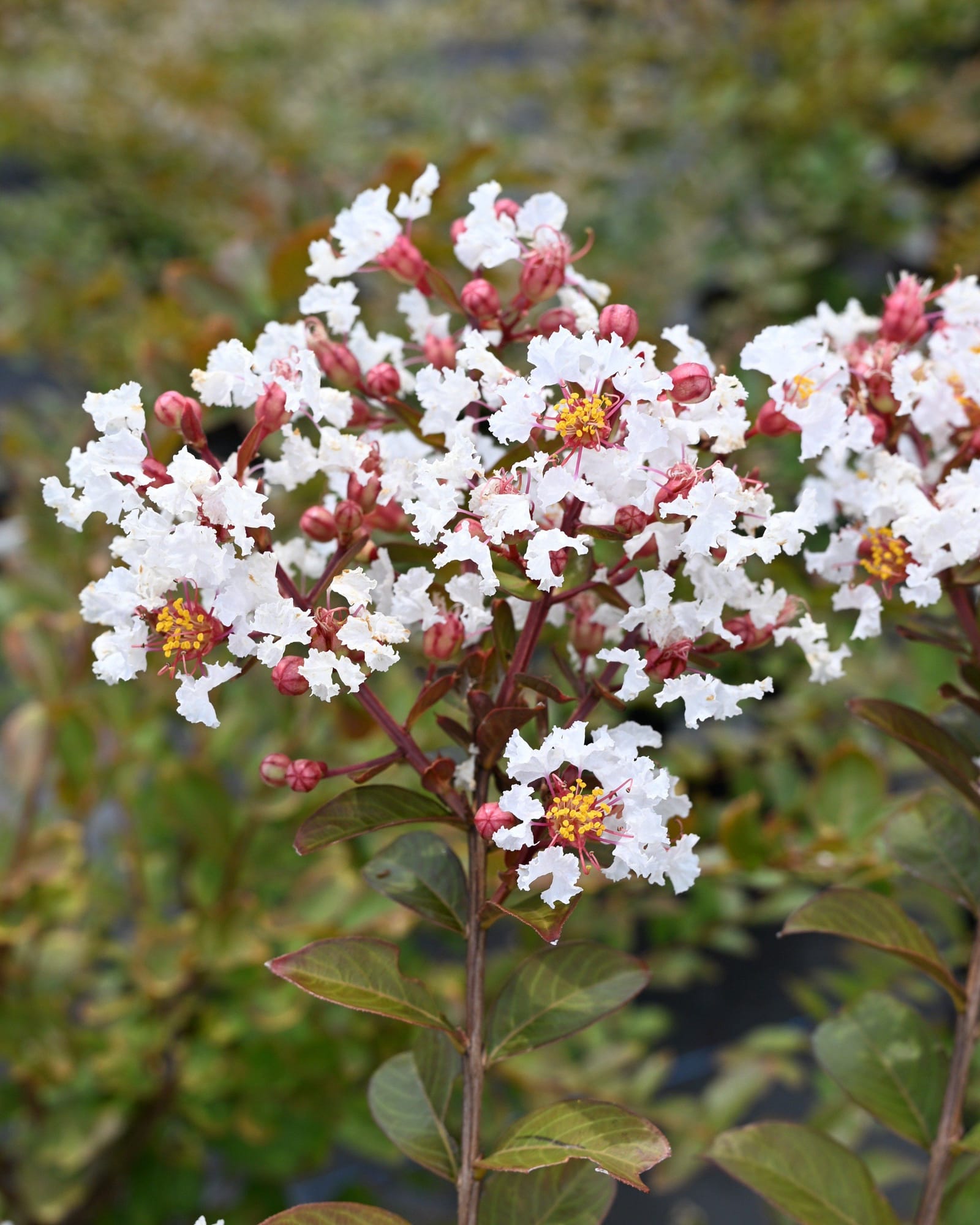 French Vanilla Crape Myrtle
