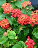 Gem Compact Orange Fire Lantana with clusters of orange-red flowers and textured green leaves