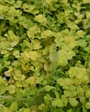 Goldilocks Creeping Jenny with dense chartreuse and green rounded leaves